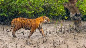 Royal Bengal Tiger in Sundarban forest