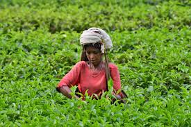 Tea workers picking fresh leaves in Sylhet